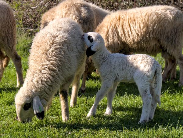 A baby sheep by its mother needing attention.