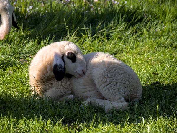 A sheep baby in the green grass. There are some flowers in the background.