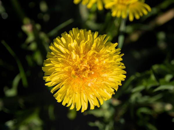 Image of a yellow danedlion photographed from aboth. The background is the green grass below the flower.
