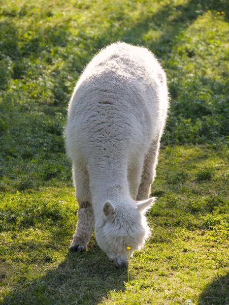 A fluffy alpaca eating green grass. There is a little yellow flower in front of it.