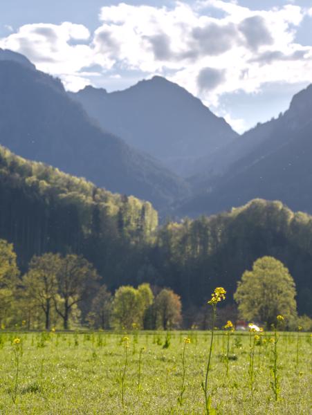 A yellow flower standing in a field. In the background there can be seen some trees and a mountain.