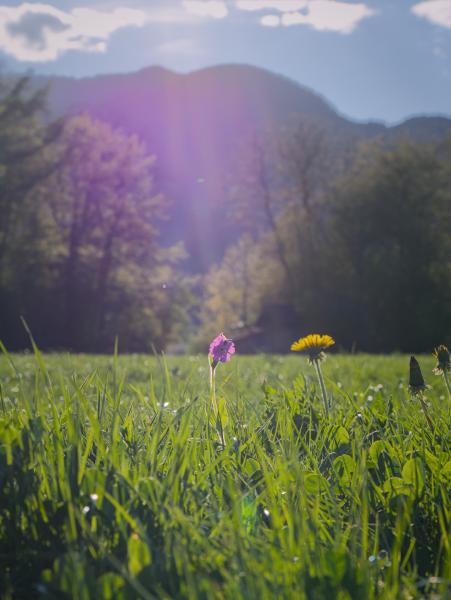 A beautiful purple flower with the sun shining at it. The flower is in a big meadow with some trees and mountains in the background.
