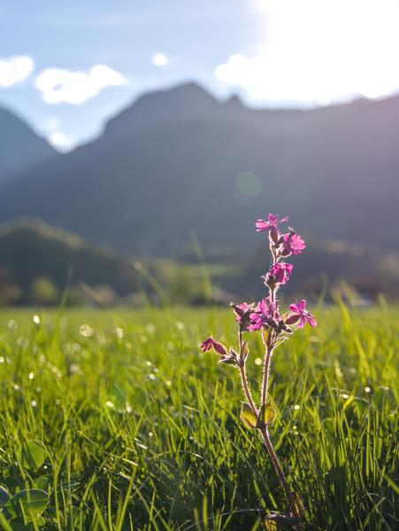 A purple flower standing in the grass on a meadow. The sun is shining in the background and you can see some mountains.