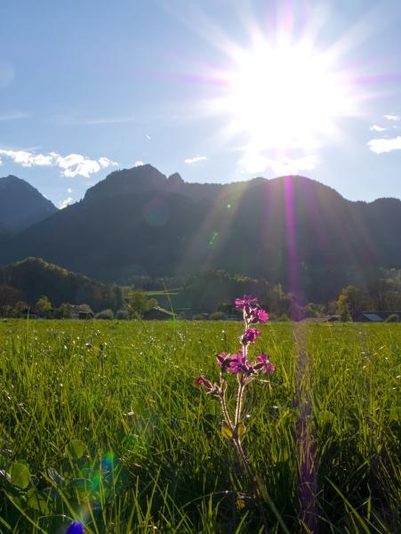 A purple flower standing in the grass on a meadow. The sun is shining in the background and you can see some mountains.