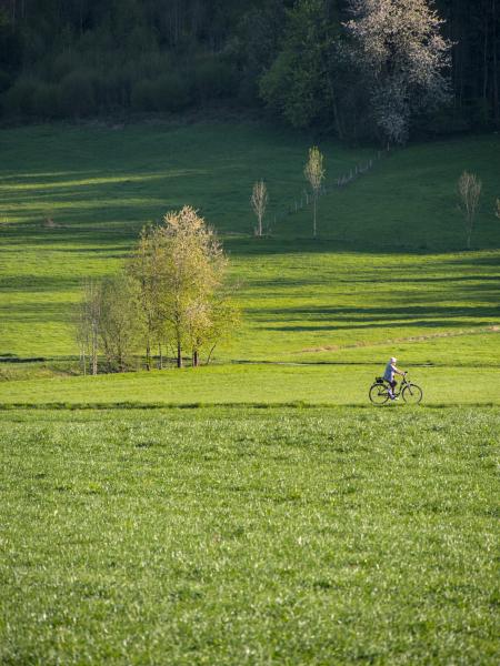 A older women riding her bike on a road which is between several meadows. In the background there are some trees and a whole forest. The light falls differently threw the whole scene.