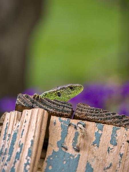 A lizard head behind some wood. The lizard is a male one / green one.