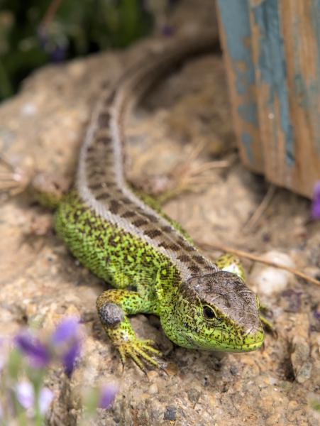 A small green lizard sitting on a stone. The head and upper body are in focus and the rest of the body slightly blurred.