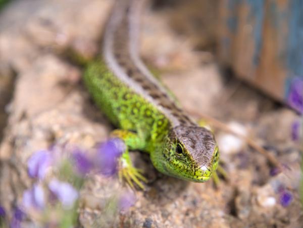 A green lizard sitting on a stone looking into the camera.