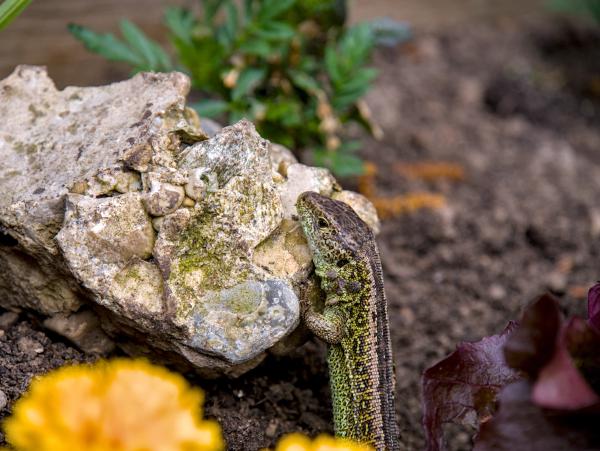A lizard climbing up a stone between some plants in the dirt.
