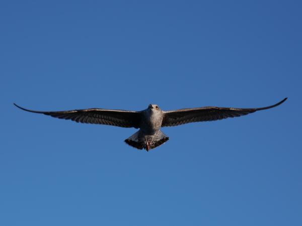 A perfectly aligned flying seagull.