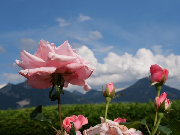 Pink roses in bloom with a majestic mountain range in the background, under a clear blue sky.