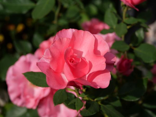A closeup of vivid pink roses in full bloom, highlighted by the natural daylight in a garden.