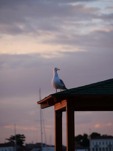 A seagull siting on a little roof.