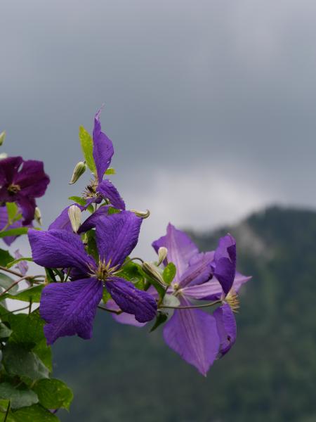 Purple clematis flowers with a backdrop of hazy mountains, showcasing nature's beauty in the highlands.
