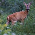 Quiet Attention - Roe Deer at First Light.jpg