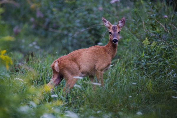 A roe deer with a reddish-brown summer coat stands in tall green grass at a woodland edge, body turned to the left and head turned toward the camera, ears raised. Soft early-morning light and blurred foliage and wildflowers surround it.
