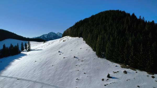 Snow-covered slope with coniferous trees under a bright blue sky.
