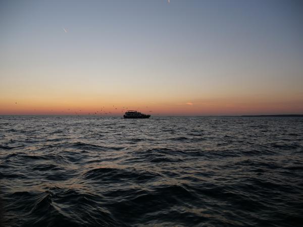 Ship sailing on the sea during sunset with seagulls flying overhead and a beautiful horizon in view.