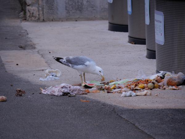 A seagull eating trash.