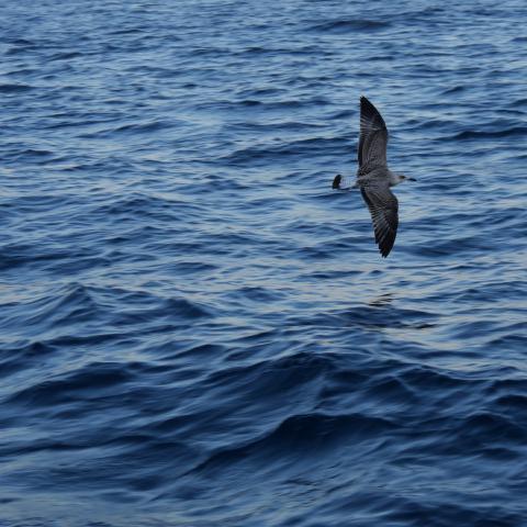 A seagull flying threw the image and over the sea.