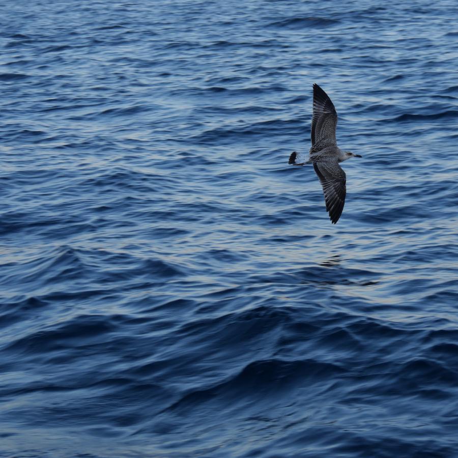 A seagull flying threw the image and over the sea.
