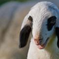 Smiling Lamb - Spring Lamb Basking in the Afternoon Sun.jpg