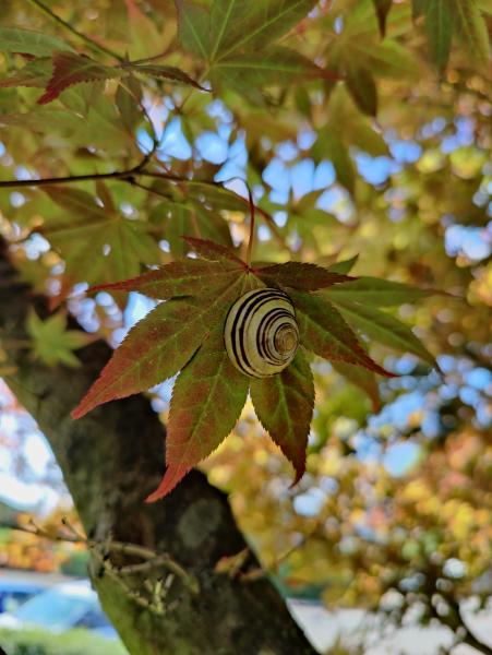 A snail carefully perched on a colorful leaf, with a blurred background emphasizing the creature and its perch.