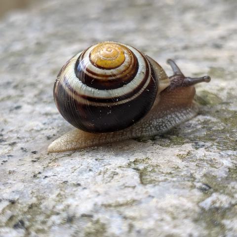 A close-up of a snail slowly navigating a rough stone surface.