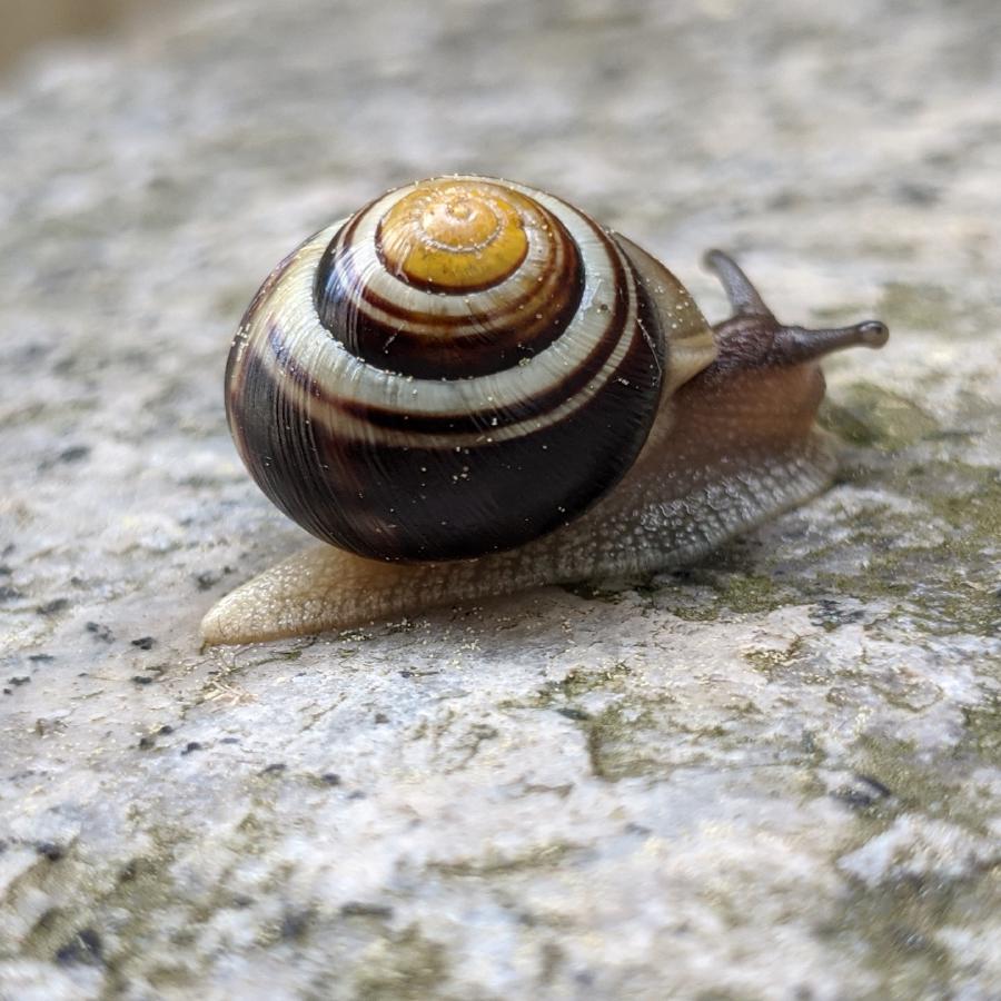 A close-up of a snail slowly navigating a rough stone surface.