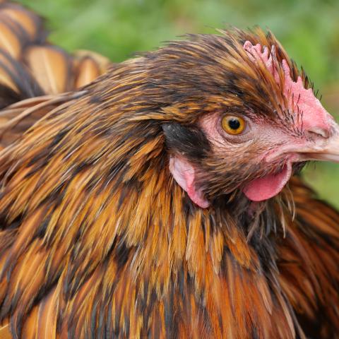 A vibrant and colorful chicken captured in fine detail.