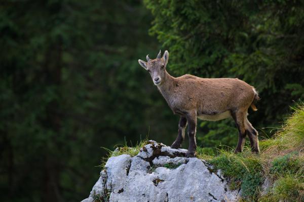 A juvenile Alpine ibex stands on a pale limestone outcrop and looks directly into the camera. Its short, slightly curved horns are backlit against a deep green forest of conifers filling the background, with tufts of grass growing along the edge of the rock.