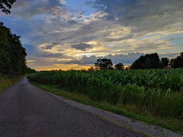 The sun sets over lush green cornfields, highlighting the textures of the agricultural landscape.