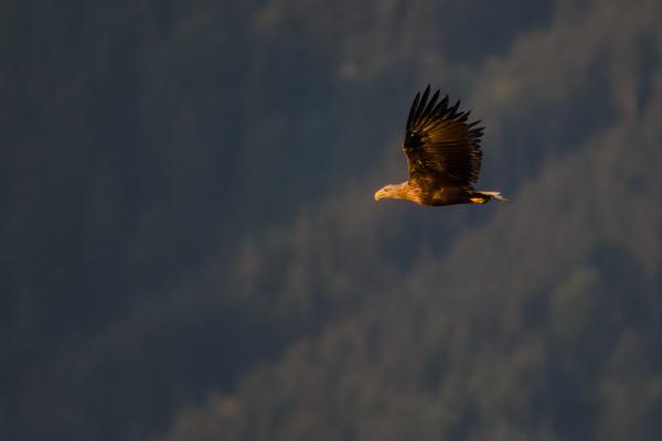 An adult white-tailed eagle in flight, wings raised, lit gold by low morning sun against a dark, out-of-focus mountain forest.