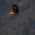 Sunrise Patrol - White-tailed Eagle Gliding Over a Bavarian Bog.jpg