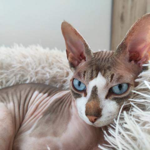 A majestic Sphynx cat with piercing blue eyes and a regal posture.