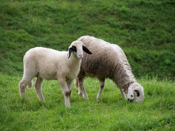 Two sheep, one young and one mature, grazing on a green pasture.