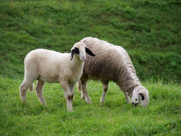 Two sheep, one young and one mature, grazing on a green pasture.