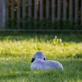 The Warmth Ahead - Spring Lamb in a Sunlit Meadow.jpg