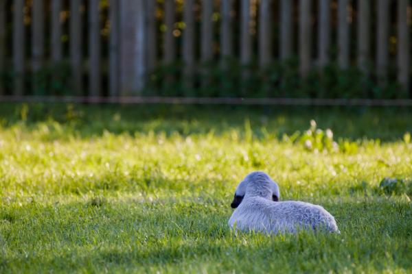 A small white lamb with a black face and ears rests in the cool, shaded grass of a meadow, gazing toward a band of sunlit golden grass and a soft-focus wooden fence beyond.