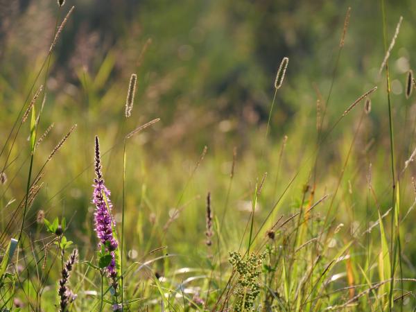 A closeup of purple wildflowers and tall grasses in a sunlit meadow, with a soft-focus background.