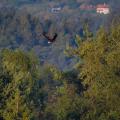 To the Outlook - A White-Tailed Eagle over Bavarian Pines.jpg
