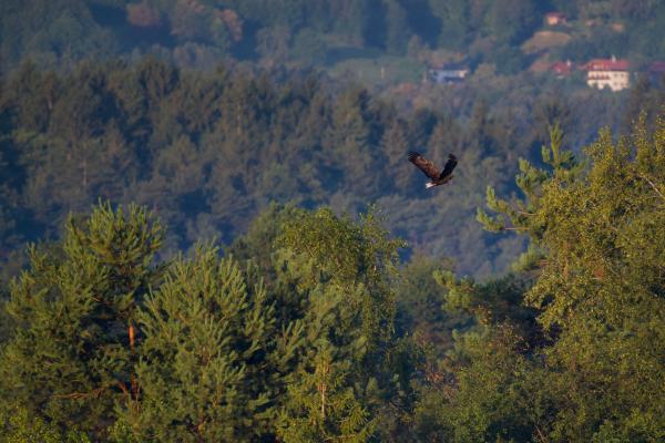 A white-tailed eagle flying through the scene towards some trees, wings raised mid-beat. You can see a mountainous forest in the background with some houses.