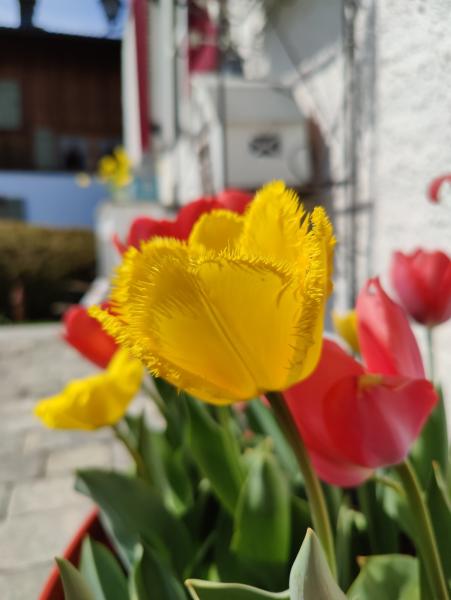 A vibrant yellow tulip with fringed edges in sharp focus, surrounded by soft-focus red tulips and a blurred white background.