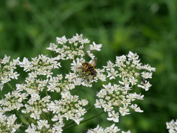 Hoverflies, resembling small wasps, resting on delicate white flowers, with a lush green background.