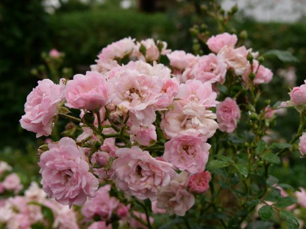 Pink roses with raindrops on the petals, clustered together, with wet green leaves in the background.