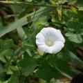 White Flower in the Green.JPG