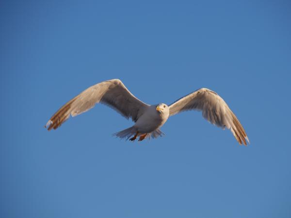 A white seagull with a sharp profile looking to the side against a clear sky.