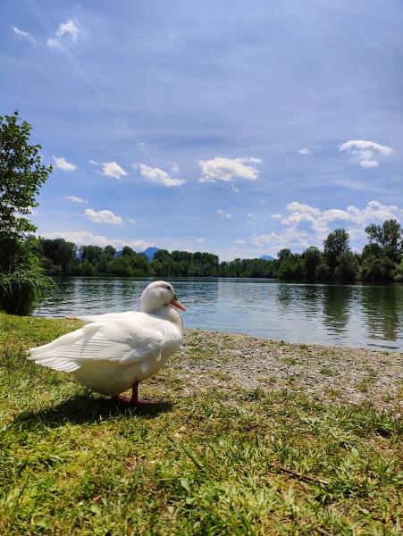 A small duck siting at the side of a lake.