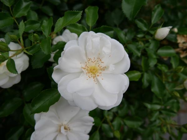 A single white flower with a soft-focus green background, highlighting its delicate beauty.