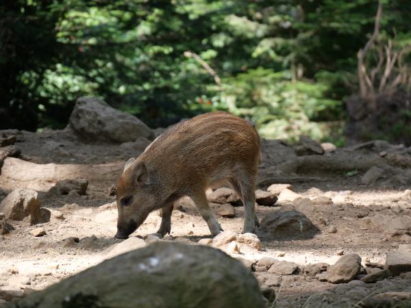 A wild piglet sniffing the ground in search of food.
